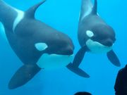 Noriさんの名古屋港水族館の投稿写真1