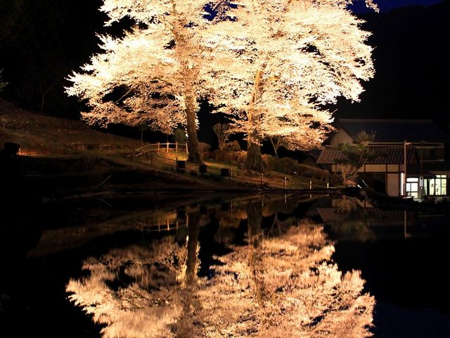 ルパン7777777さんの苗代桜の投稿写真5