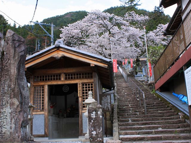 桜満開の温泉寺_醫王霊山 温泉寺