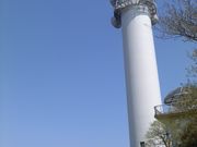 キクさんの大楠平の菜の花・コスモスの投稿写真1