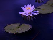 ルパン7777777さんの妙高高原(いもり池)の投稿写真4