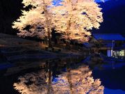 ルパン7777777さんの苗代桜の投稿写真1