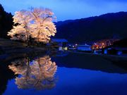 ルパン7777777さんの苗代桜の投稿写真2