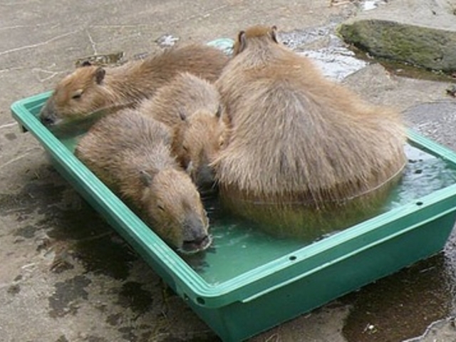 お湯の準備が整うと、すぐに家族揃ってお風呂へ入っていきました。_大宮公園