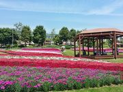 ユカさんの淡路島国営明石海峡公園の投稿写真1