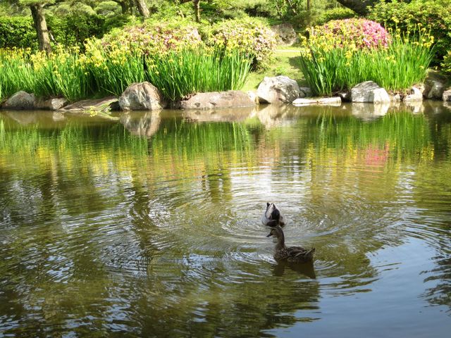 鴨_中津万象園・丸亀美術館
