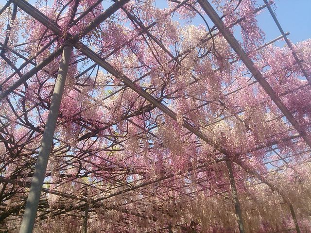 満開の藤です!辺りはあまいかおりに包まれます_藤尾八幡神社の藤