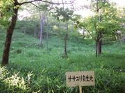 かんちゃんさんのみたけの森のササユリの投稿写真1