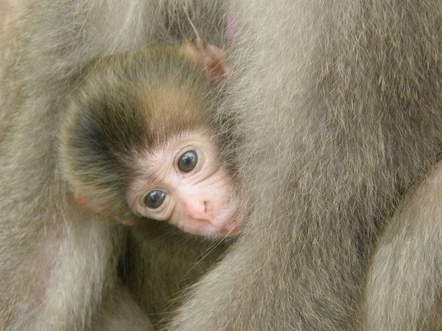 子猿_高崎山自然動物園