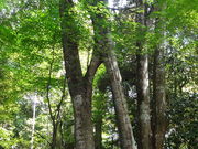 しどーさんの多禰寺の投稿写真4