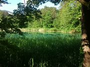 しんぜんさんの星野リゾート 猫魔スキー場の投稿写真1