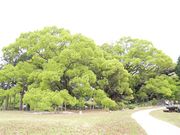 mocoさんの川棚のクスの森の投稿写真1