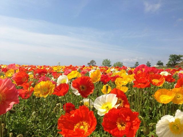 ポピー_あわじ花さじき
