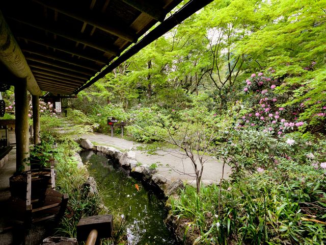 池もあり裏山にはシャクナゲがたくさん咲きます_やまめ山荘