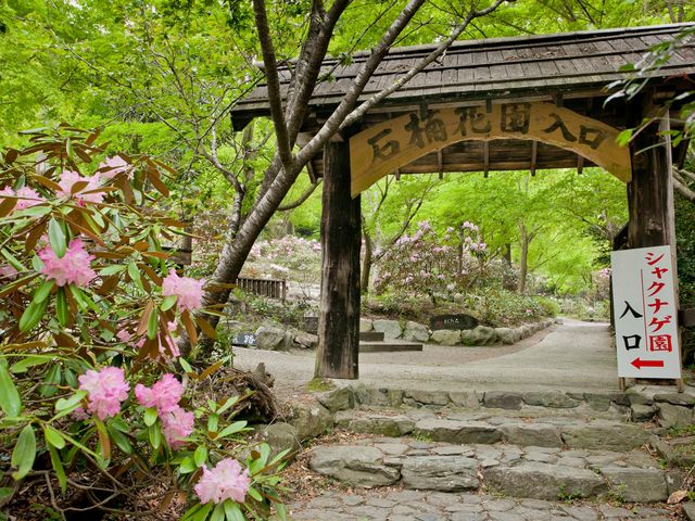 裏山にある「シャクナゲ園」咲き誇る時期は絶景です!_やまめ山荘