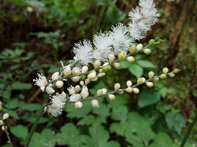 このお花が沢山さいていました_金剛山