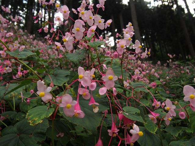 埼玉ときがわ町シュウカイド2015/9
いい香りがします。_椚平のシュウカイドウ
