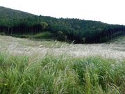 だいすっき!さんの仙石原高原の投稿写真2