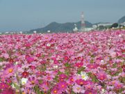 zinさんの遠賀川の投稿写真1