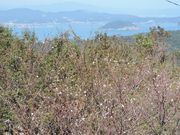 zinさんの米の山展望台の投稿写真3