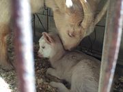 なおちゃんさんの渋川動物公園の投稿写真2