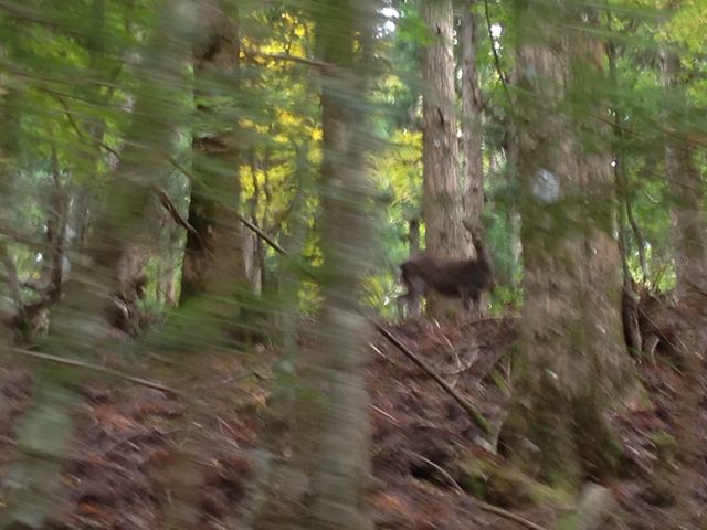 野生の鹿も見ることが出来ます_奥祖谷観光周遊モノレール