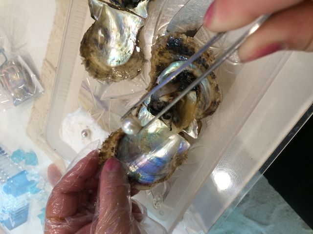 こんなんでました_真珠珠だし体験 和珠本真珠専門店