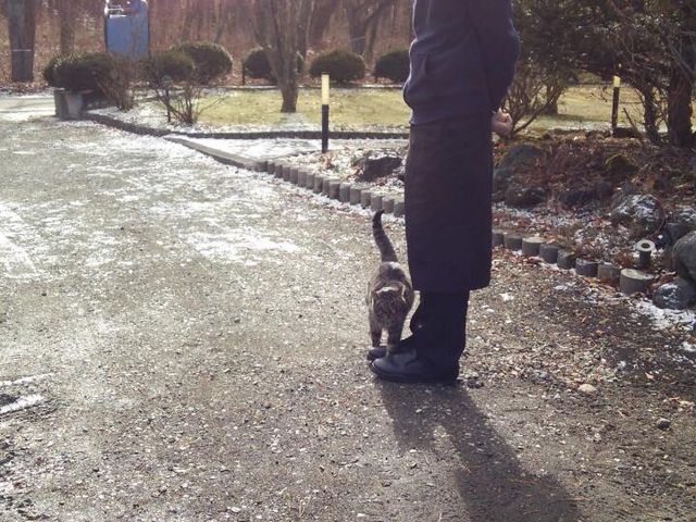 動物好きな心優しいシェフ!タイミング良ければ猫のさんちゃんに会えるかも♪_レストランソニアン