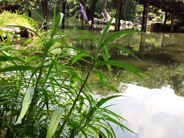池上にかかる太鼓橋式の藤棚_天赦園
