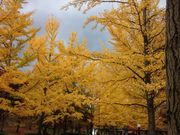 あっきーさんの山形県総合運動公園の投稿写真1