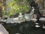 teraさんの来宮神社の大楠の投稿写真2