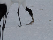 鷹さんの道の駅 阿寒丹頂の里の投稿写真1