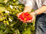 琴さんさんのかどやいちご狩り園の投稿写真6