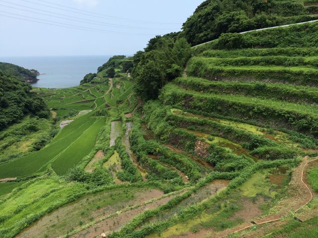 緑がまぶしい_北庄の棚田