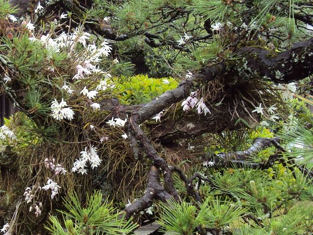 松に_的山荘