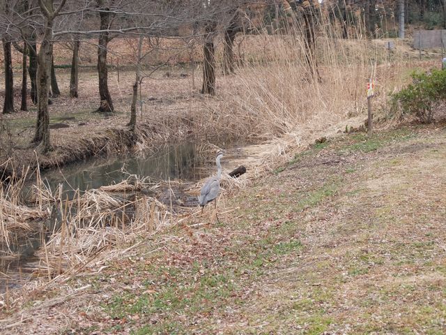 保護色状態で分かりにくいですが、鷺がいました。_株式会社 新しい村
