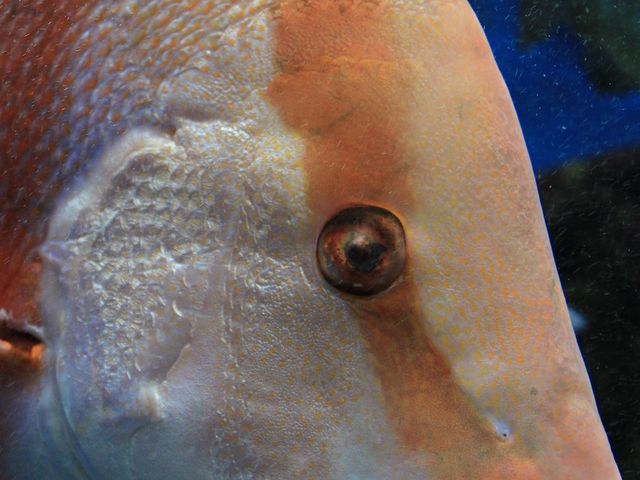 京大白浜水族館