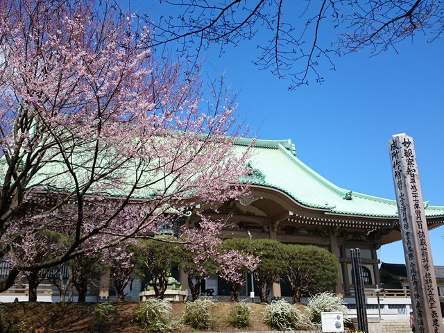 大祖堂と桜_総持寺