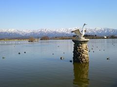 ゆみぶさんの瓢湖水きん公園への投稿写真1