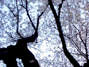 グッポさんの水元さくら堤の投稿写真1