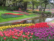 すあきさんの国営昭和記念公園の投稿写真1