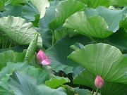 愛はカツさんの花ハス園の投稿写真1