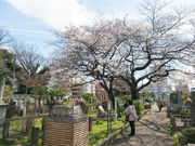 タックさんの染井霊園の投稿写真3