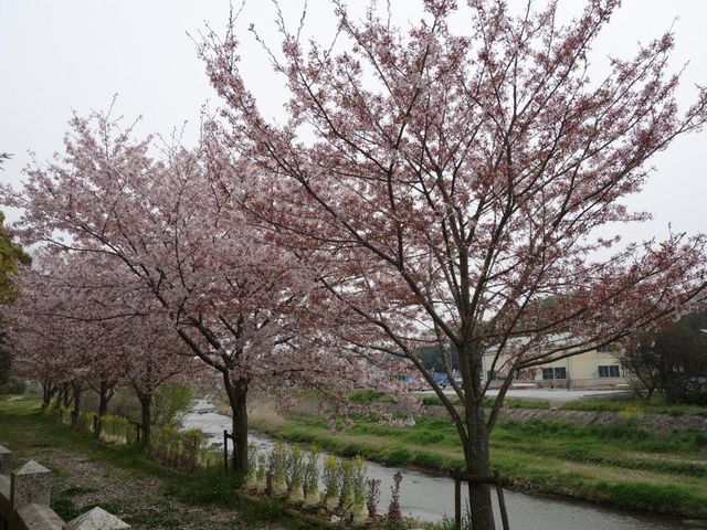 桜が綺麗に咲いてました_押部谷 住吉神社