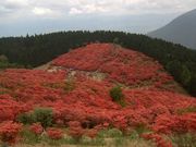 ゆりさんの葛城山のツツジの投稿写真1