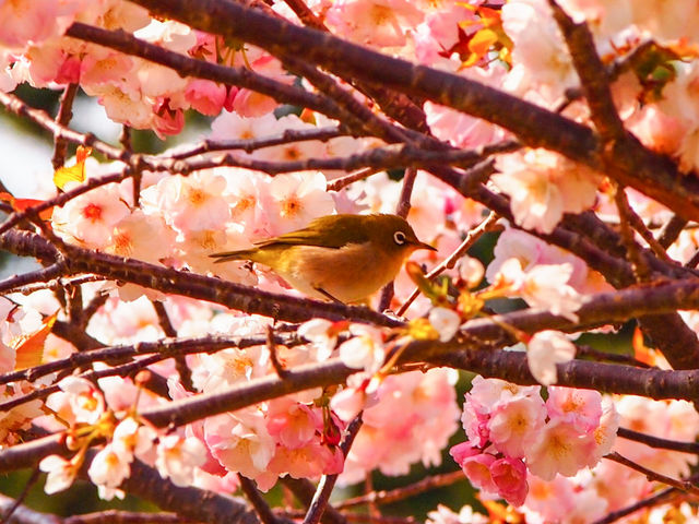 桜の花の蜜を求め、メジロが飛んでいます。_松前城