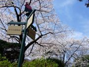 ハシルニャンコさんの野毛山公園の桜の投稿写真1