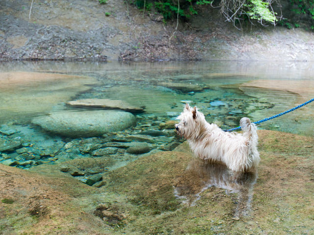 ワンコも冷たいキレイな水をガブガブ..._那須高原