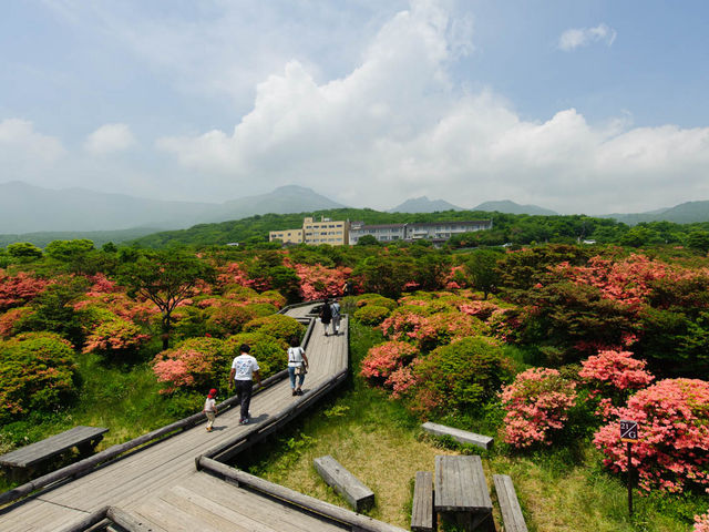 展望台からの景色も爽快です。_八幡のツツジ