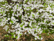 タックさんのマウントジーンズ那須の投稿写真4